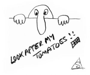 Sketch of a man saying 'Look after my tomatoes' © Stephen Llewelyn