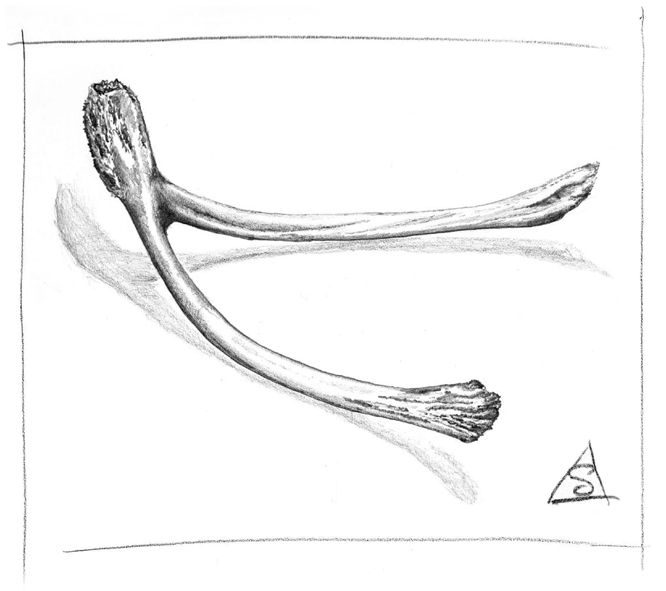 Sketch of a Tyrannosaur bone by the author © Stephen Llewelyn